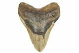 Fossil Megalodon Tooth - North Carolina #248453-1